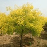 金葉國(guó)槐為您大量供應(yīng)