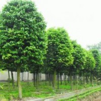 6公分天竺桂6公分天竺桂價格6公分天竺桂批發(fā)基地