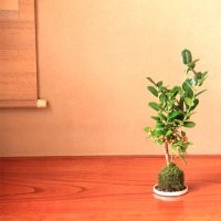 青州上盆冬青 山東上盆冬青價(jià)格 青州冬青衛(wèi)矛工程小苗