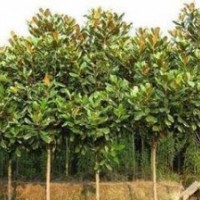 河南潢川低價(jià)供應(yīng)200多種綠化苗木