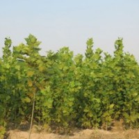 速生法桐，速生法桐小苗，速生白蠟，速生國槐，欒樹低價處理