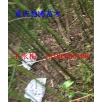 批發(fā)重慶香樟/櫻花