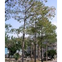 供應(yīng)木棉價格 木棉供應(yīng)商