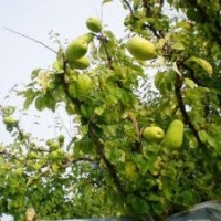 降龍木苗，又名光皮木瓜，木梨苗，木瓜海棠。