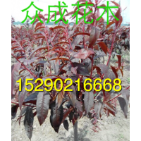 4公分碧桃，6公分碧桃價(jià)格，2公分碧桃批發(fā)