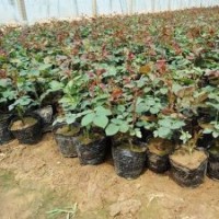 濰坊上盆月季，青州上盆大花月季，青州盆栽月季