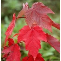 秦皇島群超園林紅葉復(fù)葉槭介紹