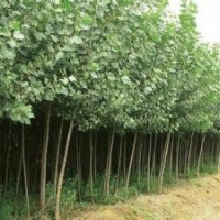 5公分意楊幼苗價(jià)格苗圃自產(chǎn)自銷(xiāo)意楊報(bào)價(jià)