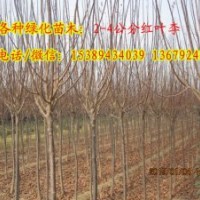 供應(yīng)2-15公分紅葉李