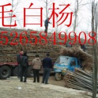 【魯】毛白楊柳樹黃柳法桐國槐白蠟椿樹107楊樹
