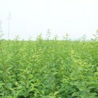 榆葉梅苗大量廉價提供