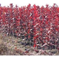 新疆紫葉稠李、河北出售大葉紫葉稠李綠化苗