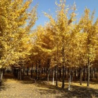 春季售苗竹柳、銀杏樹、速生楊、構(gòu)樹