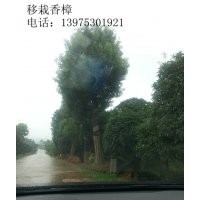 移栽香樟，湖南香樟，湖南截干香樟宏景特價銷售