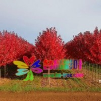 名品彩葉美國紅楓秋火焰
