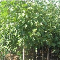 2015年白玉蘭苗床苗價(jià)格，5公分白玉蘭報(bào)價(jià)