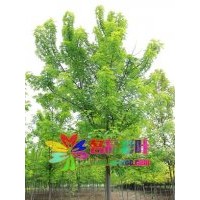 樹干通直的銀槭