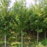 楓香價格南京楓香基地銷售2-15公分楓香
