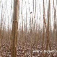 10公分意楊價格南京意楊產(chǎn)地銷售