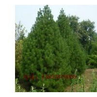 大量直銷紅葉碧桃，規(guī)格3公分---6公分，紅葉碧桃