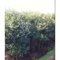 杜英小苗哪、江西供應(yīng)2-3公分杜英50000株、主營(yíng)樹種