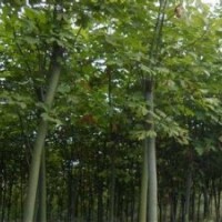 青桐銷售價格10公分青桐報價