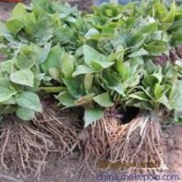 當(dāng)年白玉蘭小苗，2公分3公分白玉蘭價格