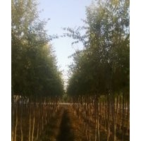 萬綠緣垂柳基地