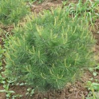 50公分白皮松價格