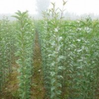 大葉女貞平茬幼苗銷售