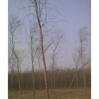 保定金絲垂柳 保定金葉槐 保定金枝槐 保定千頭椿