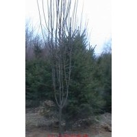 榆葉梅、太陽(yáng)李、紫葉矮櫻、西府海棠、北海海棠、紅葉綠葉碧桃