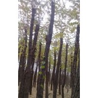 河北保定供應嫁接香花槐、欒樹