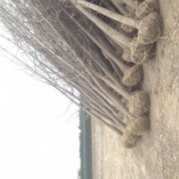 農(nóng)戶苗木直銷，大葉女貞，銀杏 水杉