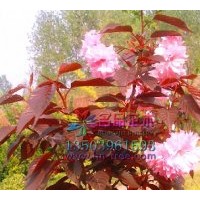 哪里有紅葉櫻花價(jià)格低質(zhì)量好