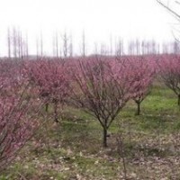 供應(yīng)：紫薇，桂花，廣玉蘭 ，紫葉李，欒樹，石楠，刺柏