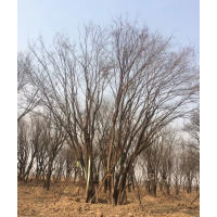 龍誠園林大量供應(yīng)茶條槭