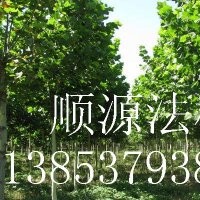 法桐.白蠟.國(guó)槐