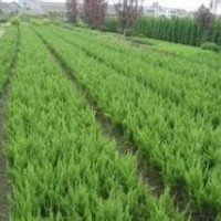 供應紅葉石楠，蜀檜，紅葉小檗，萱草