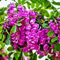 特價！原生 香花槐1公分1元 富貴樹 紅花槐 紫花槐 河北唐山