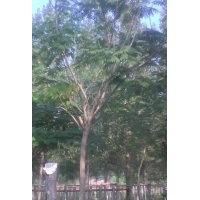 供應(yīng)（6,7,8，公分國(guó)槐）1萬(wàn)棵