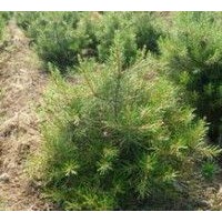 1米華山松出售、1米華山松大量低價(jià)優(yōu)惠供應(yīng)