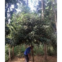 貴陽本地苗圃各類綠化苗木供應