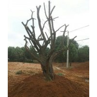 常年出售供應野生大青梅樹樁青梅樹30-50公分