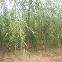 低價處理柳樹3到6公分量大