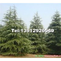 供雪松，廣玉蘭，白，紫，黃，紅玉蘭，龍柏，蜀檜，紅葉石楠（本