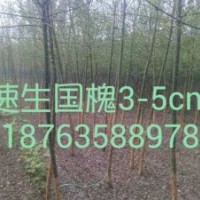 椿樹+白蠟+國槐+威傲苗木