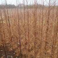 浙江水杉價(jià)格精品8公分15公分20公分水杉報(bào)價(jià)