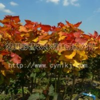 彩色植物“紅霞楊”Ⅰ號(hào)、金紅楊、黃紅楊、金黃楊