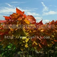 中紅楊、紅黃楊、黃紅楊、金黃楊、“紅霞楊”Ⅰ號(hào)、金紅楊